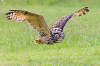 Oehoe (Bubo bubo) 6-2016 0749